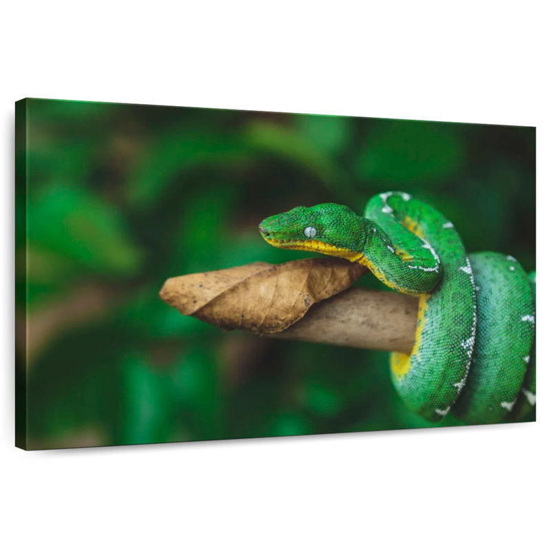 Emerald Tree Snake, 32" H x 48" W