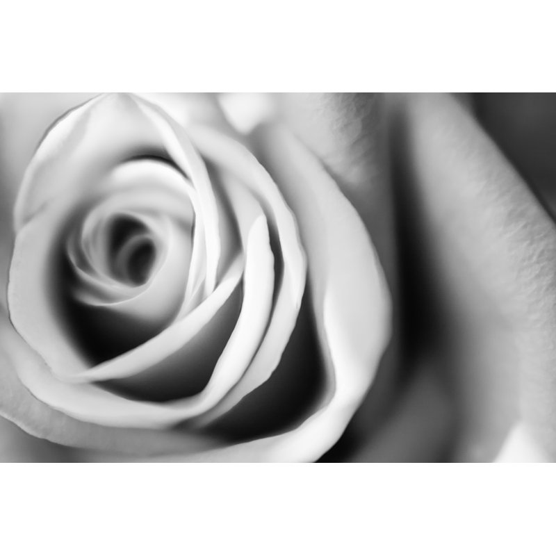 Black And White Rose by MizC - Wrapped Canvas Print, 30cm H x 46cm W