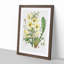 Himalayan Yellow Poppy by W. H. Fitch - Picture Frame Painting Print-55580096-55580099