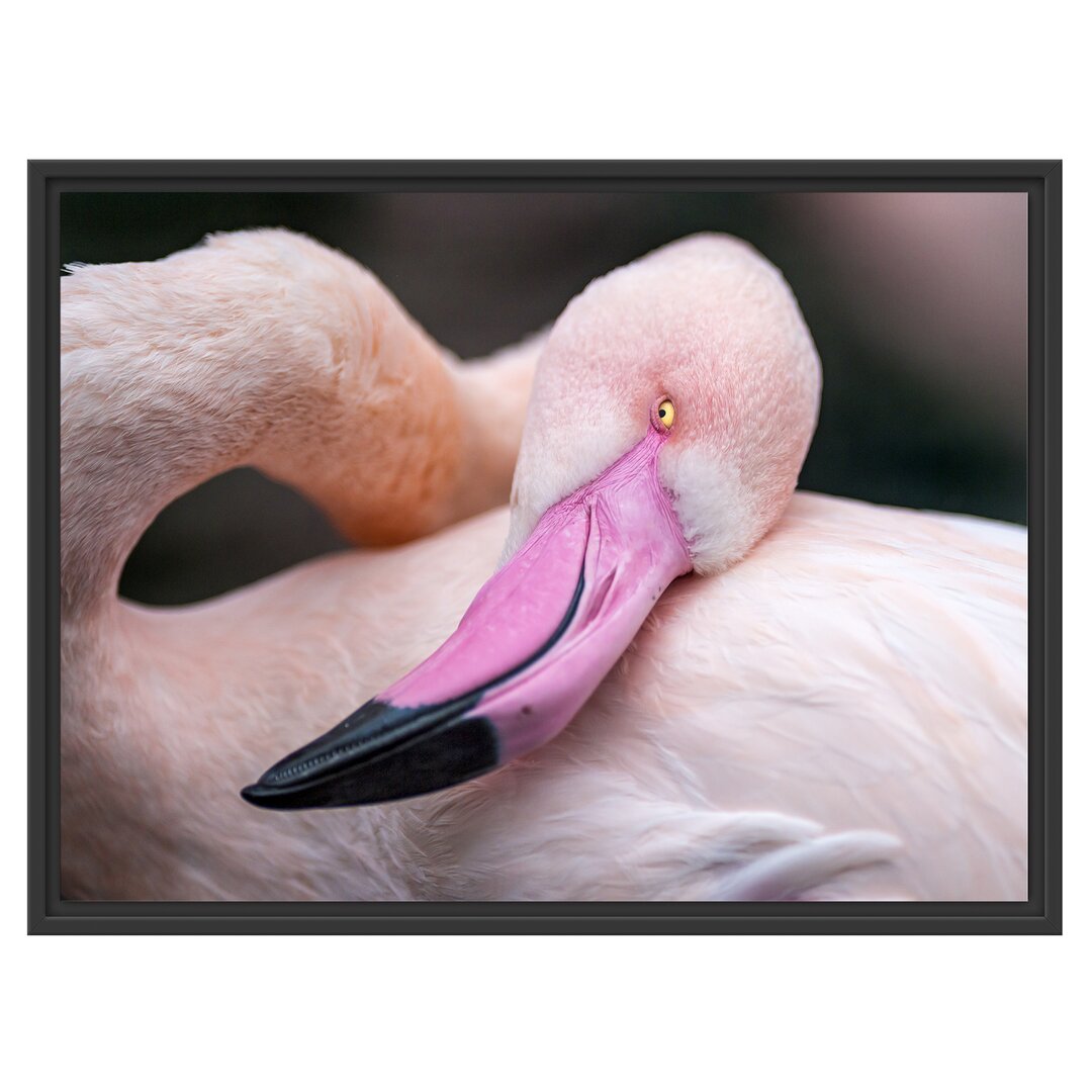 Gerahmtes Wandbild schöner Flamingo