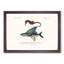 Seahorse & Flying Fish by Charles d' Orbigny - Picture Frame Painting Print-55614189-55614194