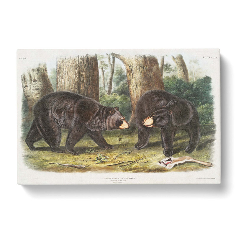 American Black Bears - Wrapped Canvas Painting, 35cm H x 50cm W x 3cm D