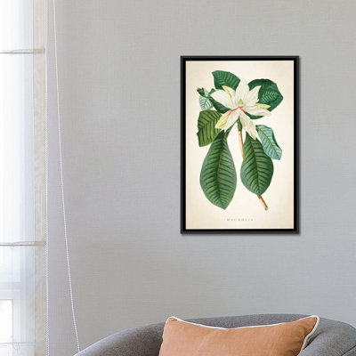 « magnolia botanique print ii », reproduction d’impression sur toile