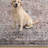 Kulick Oriental Machine Washable Rust/Ivory/Brown Area Rug-416934376