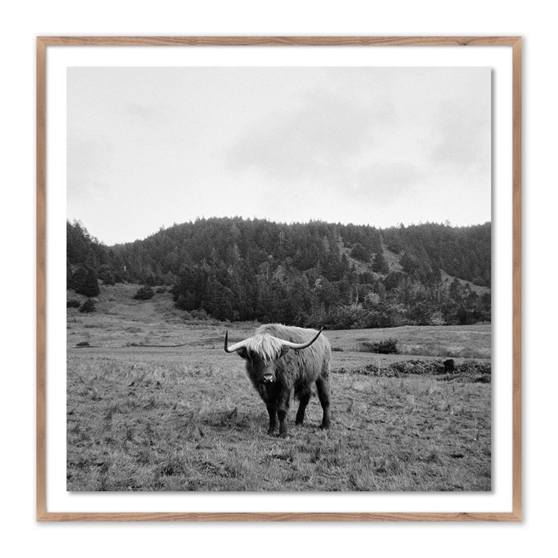 Highlander/Elk, Ca Print by Wesley And Emma Teague, Yes, 32" H x 32" W x 1.5" D, Rustic Walnut Picture Framed