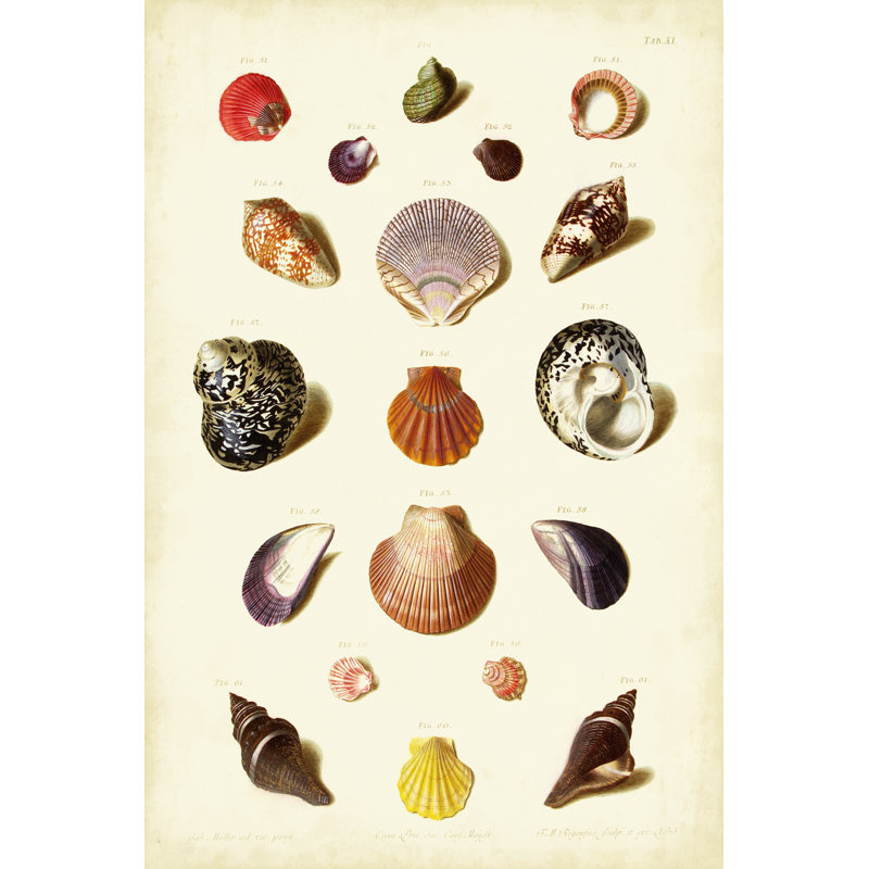 Mller Shells Tab. XI by Gabriel Muller - Wrapped Canvas Art Print, 46cm H x 30cm W