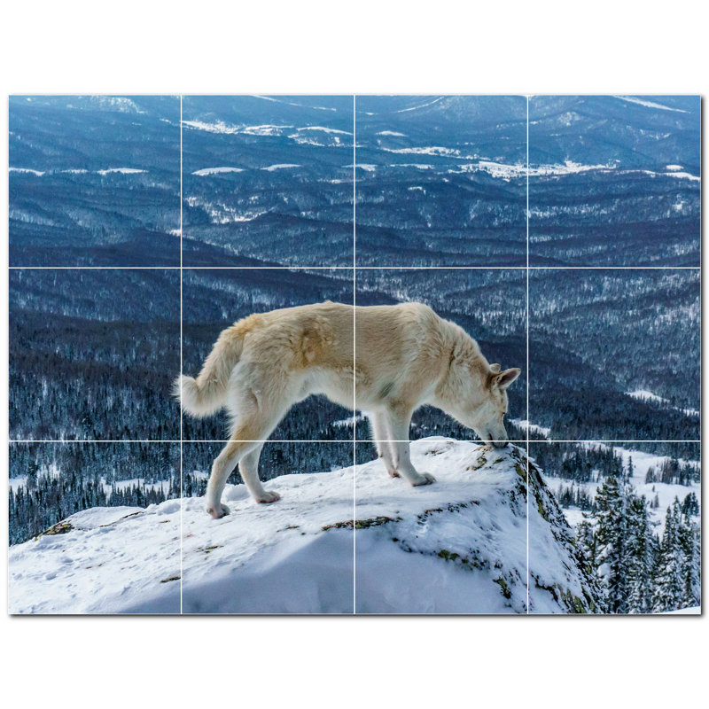 Photo de loup 12 x 12