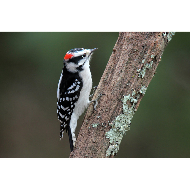 " Little Woodpecker " by Suefeldberg, 8" H x 12" W x 1.25" D
