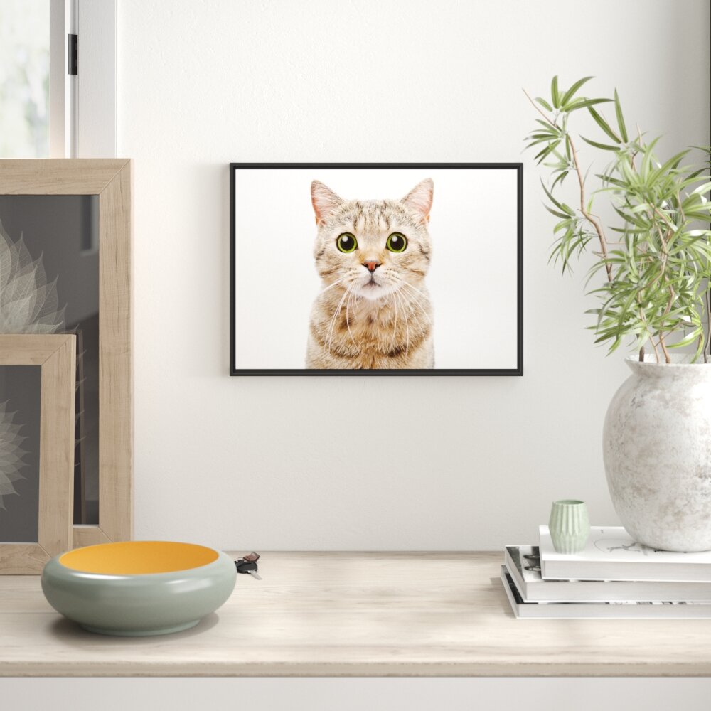 Gerahmtes Wandbild Katze Scottish Straight