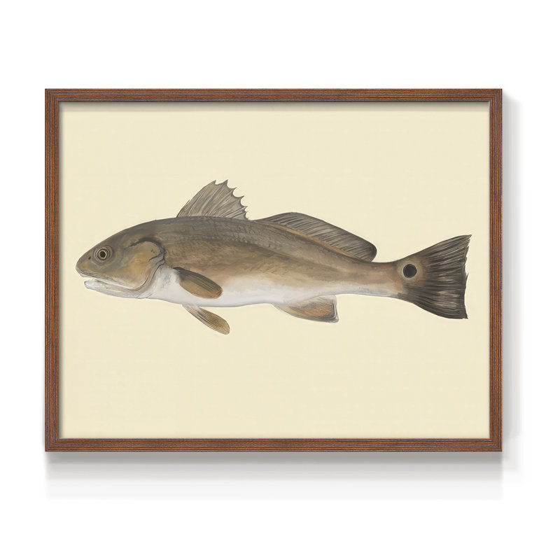 Saltwater Species III -Framed Print - Restickable, H 11 po x l 14 po, Noyer
