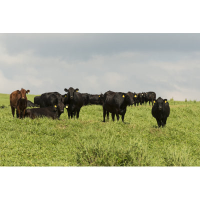Herd Of Cows In Hawaii by SteveOehlenschlager - Wrapped Canvas Print