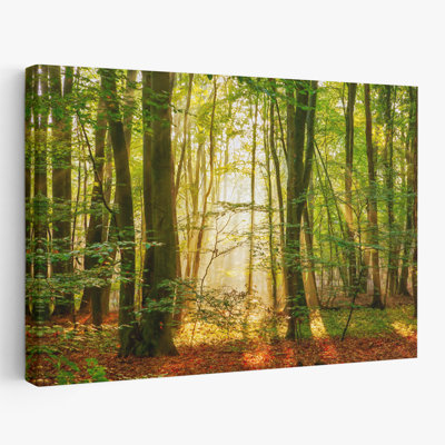 Power Beam - Landscapes Photography Trees Art