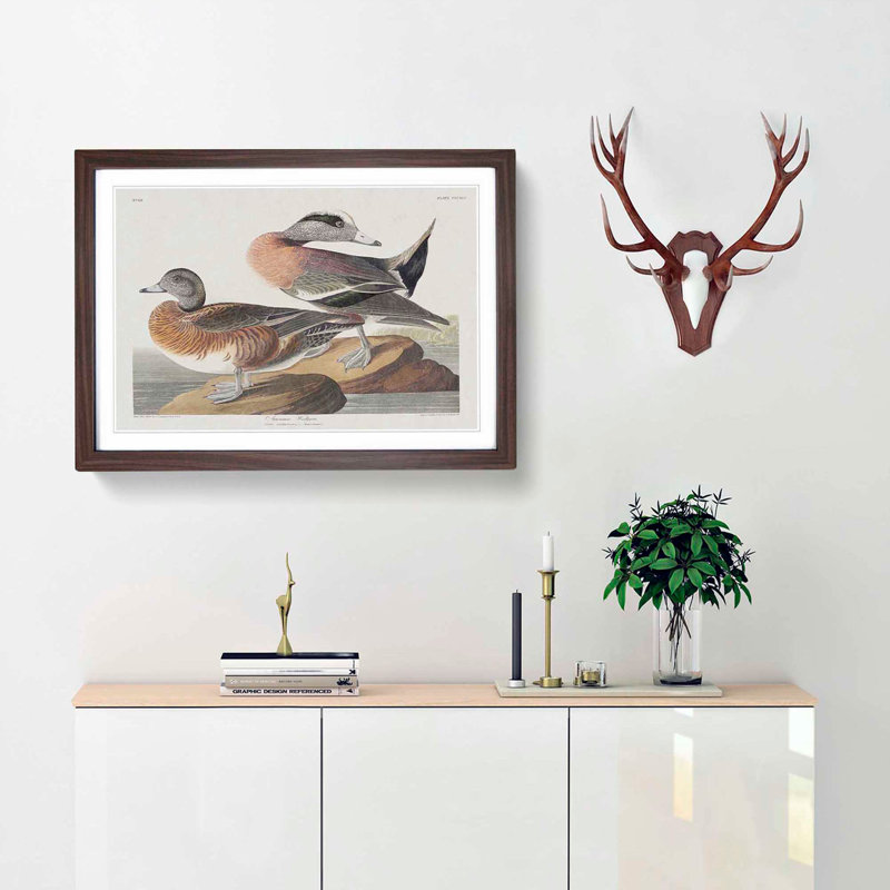 American Widgeon Ducks by John James Audubon - Framed Print, 35cm H x 50cm W x 2cm D, Walnut