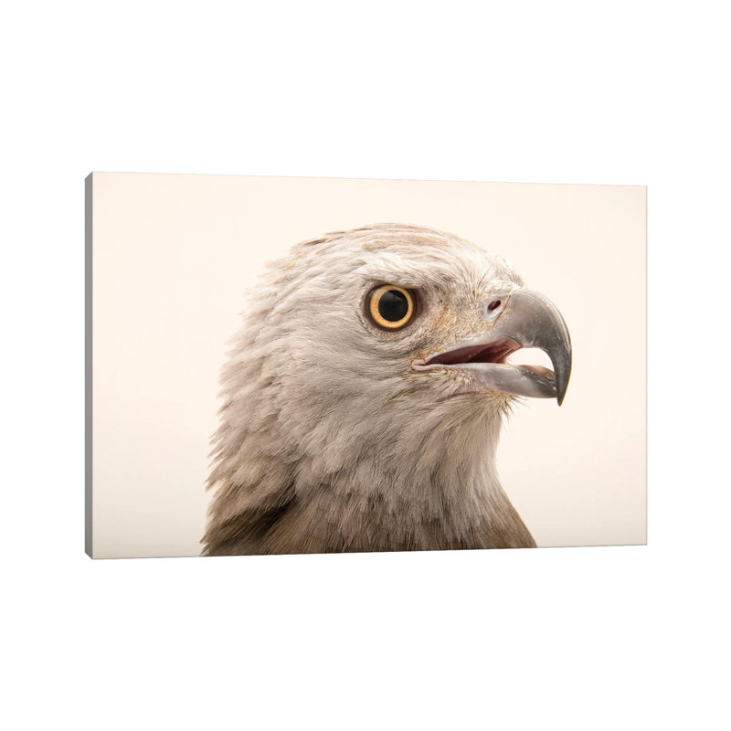 A Grey-Headed Fish-Eagle At Angkor Centre For Conservation Of Biodiversity In Siem Reap, Cambodia by Joel Sartore - Gallery-Wrapped Canvas Giclée on Canvas