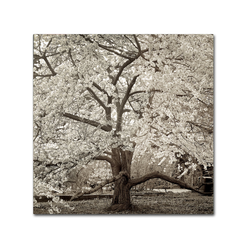 Alan Blaustein «Hampton Magnolia II», reproduction de photo sur toile tendue, H 35 po x l 35 po x P 2 po