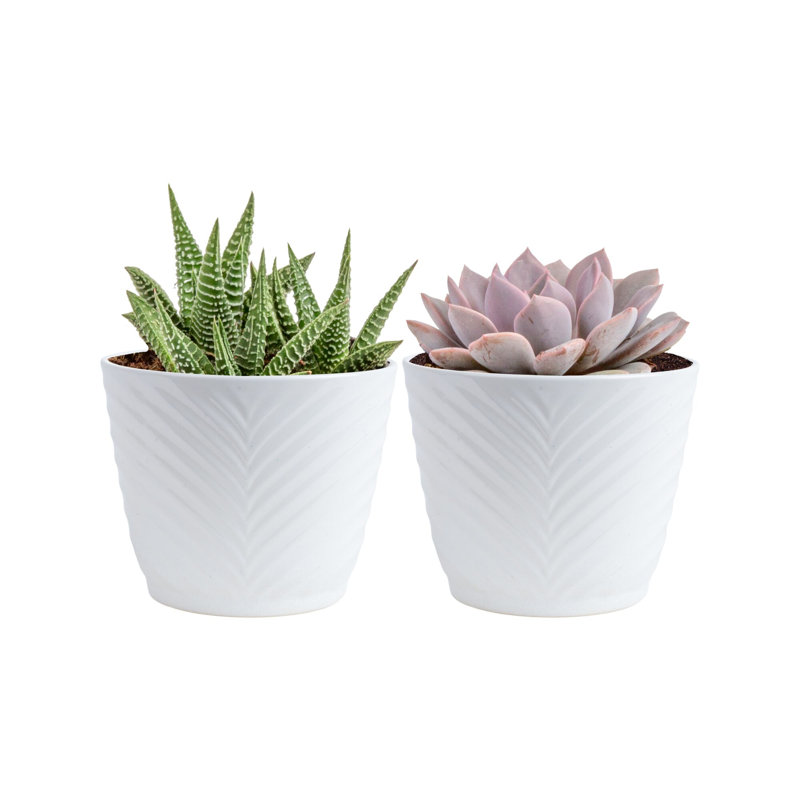 2 Piece Costa Farms Live Succulent Low Maintenance Plant in Planter