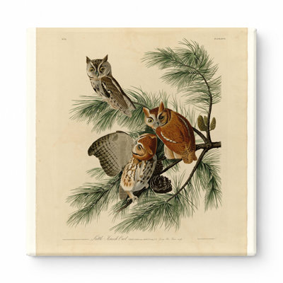 Little Screech Owl, Plate 97 (1831) - art mural carré sur toile