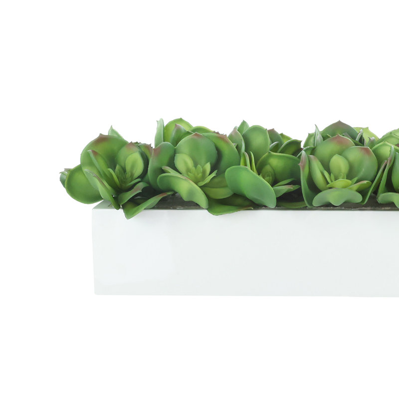 Arrangement Echeveria en pot de fibres, 7x25x9
