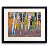 Colorado Autumn Aspen Grove Print by Bruce Heinemann