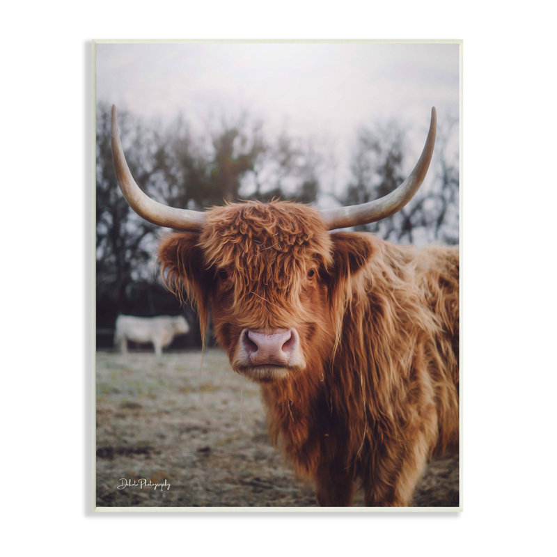 Highland Bovins, vache regardant chaud et ensoleillé, art mural par Dakota Diener, H 15 po x l 10 po x P 0,5 po