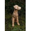 Haddox Plastic Garden Statue
