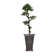 Panama Tall Floor Yacca Tree in Planter