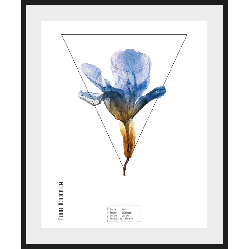 Plant - Single Picture Frame Print, 50 cm H x 40 cm W