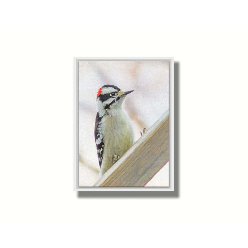 Acorn Woodpecker - Downy Woodpecker par Hal Halli. Estampe numérique, H 30,5 po x l 40,5 po, Blanc