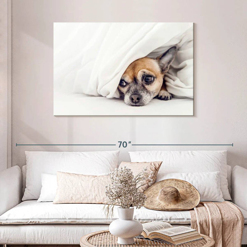 Chien chihuahua Brampt, H 30 po x l 45 po