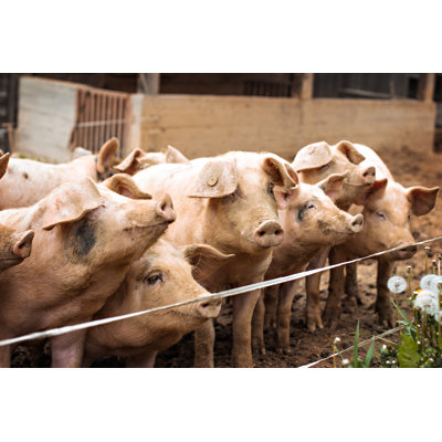 Pigs On The Farm - Wrapped Canvas Print