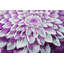 Tapis rond à motif floral mauve-733239527