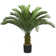 Panama 48" Cycas Palm Tree in Pot