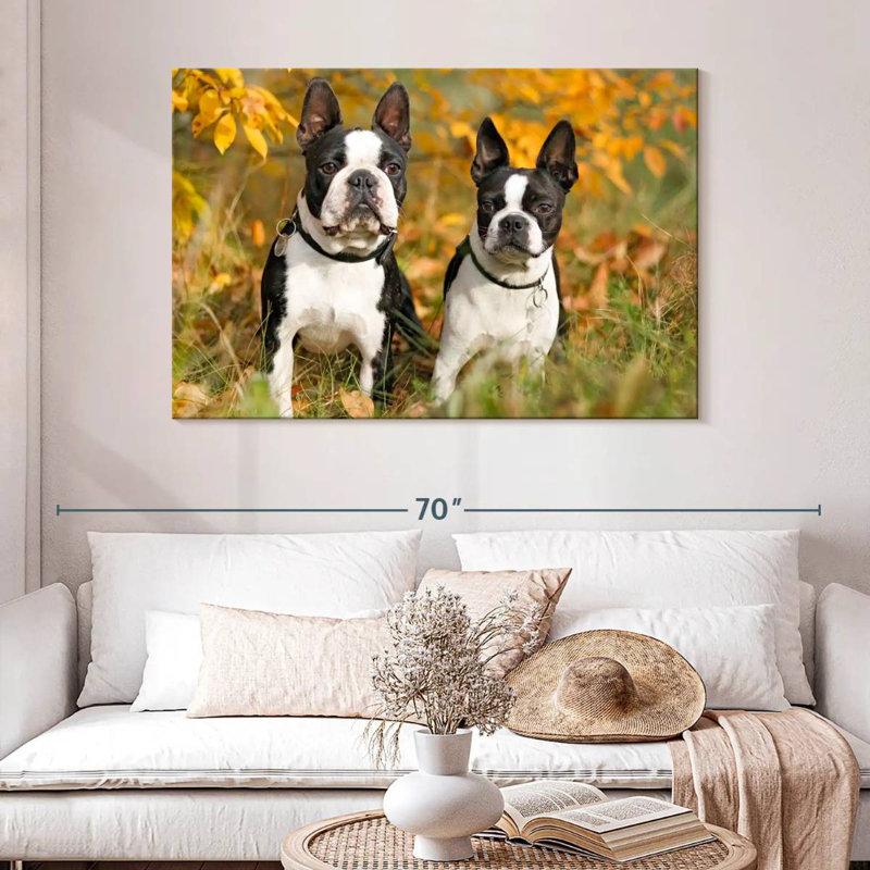 Boston Terrier Couple, H 32 po x l 48 po
