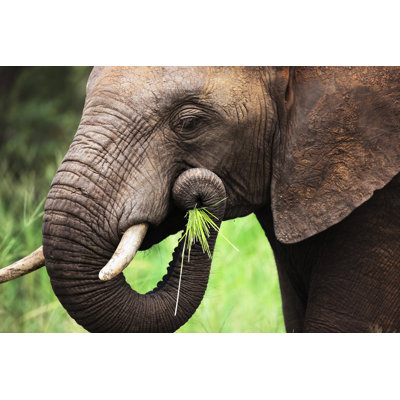 " Elephant Eating Close-up "