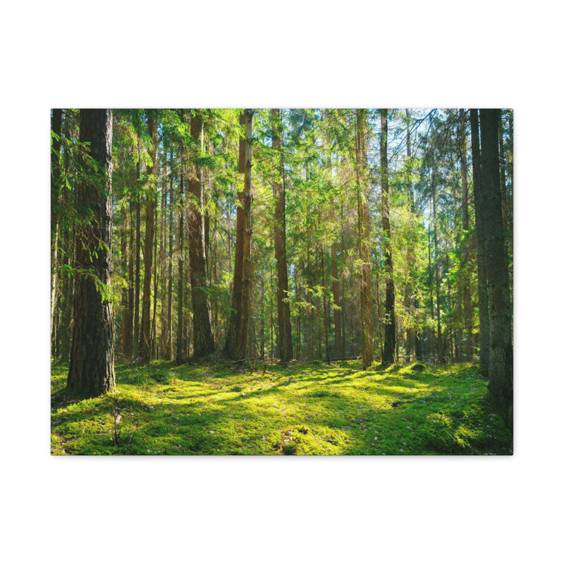 No Frame Print on Canvas, 24cm H x 30cm W