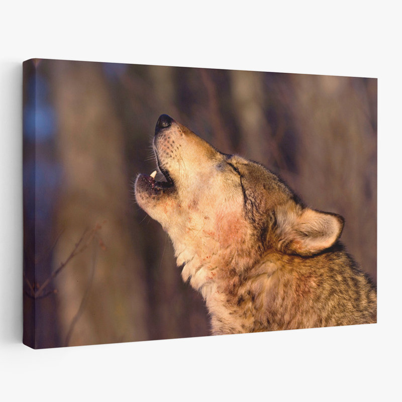 Lonesome Howl - photographie animaux, loups, art, H 36 po x l 24 po