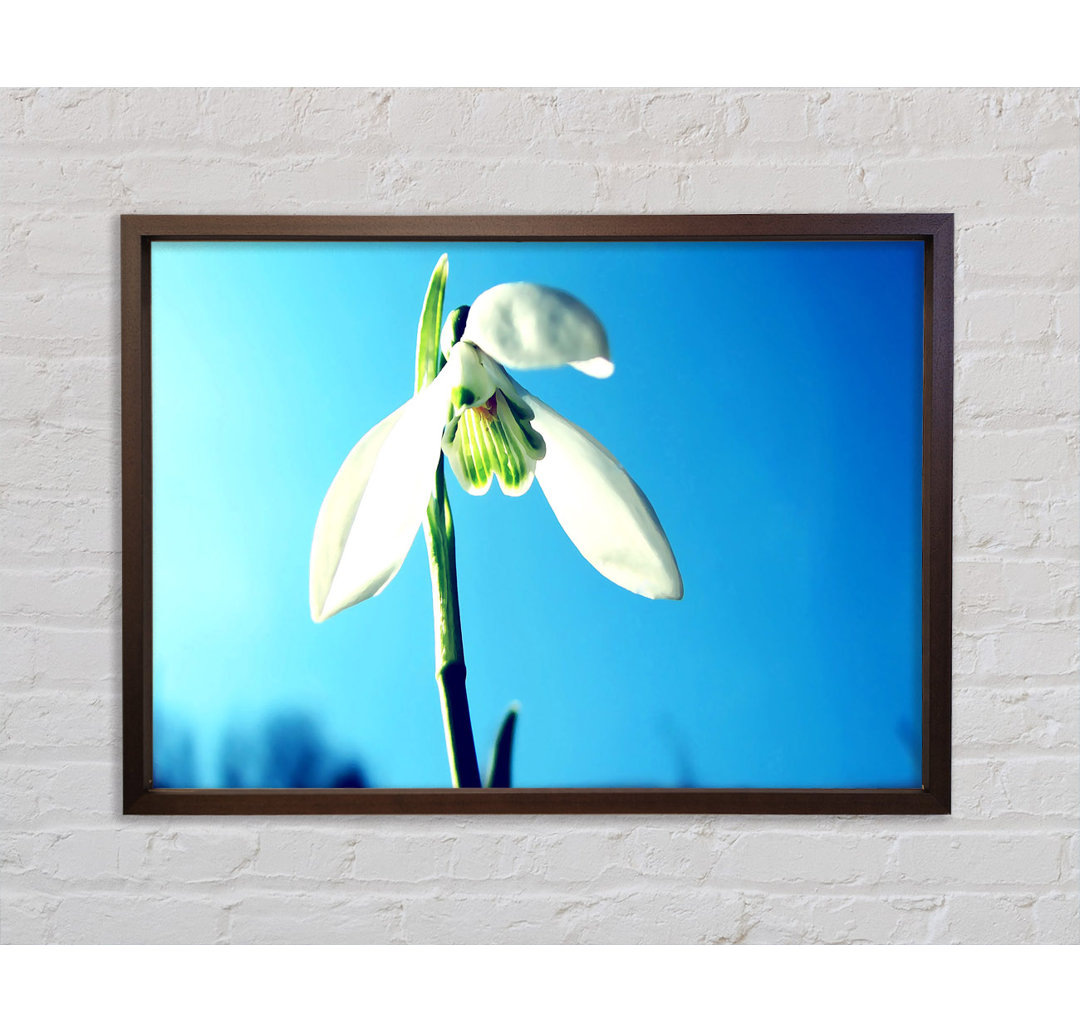 Gerahmtes Wandbild Snowdrop Spring