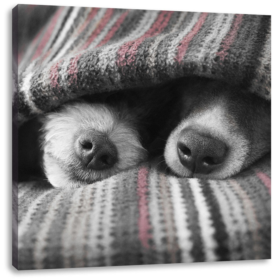 Leinwandbild Dog Snouts Under Blanket