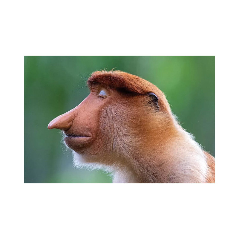 Proboscis Monkey The Inner World by Mogens Trolle - Wrapped Canvas Print, 20.32 cm H x 30.48 cm W