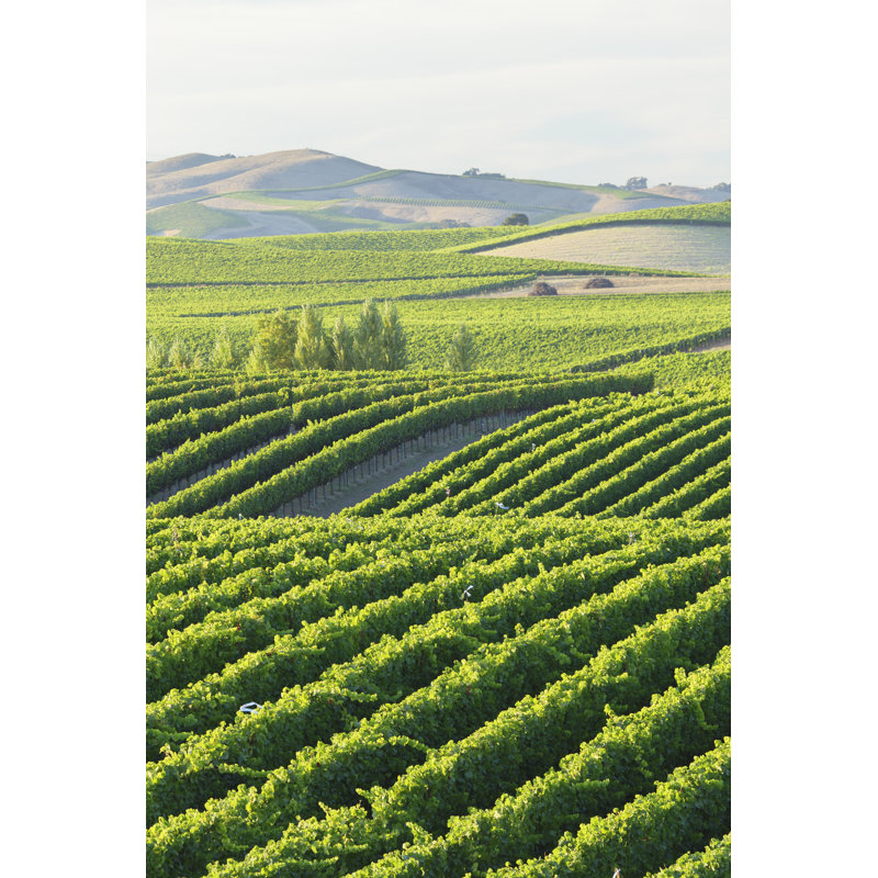 Vineyardl 1 Piece Wrapped Canvas Wall Art, 30cm H x 20cm W x 3.8cm D