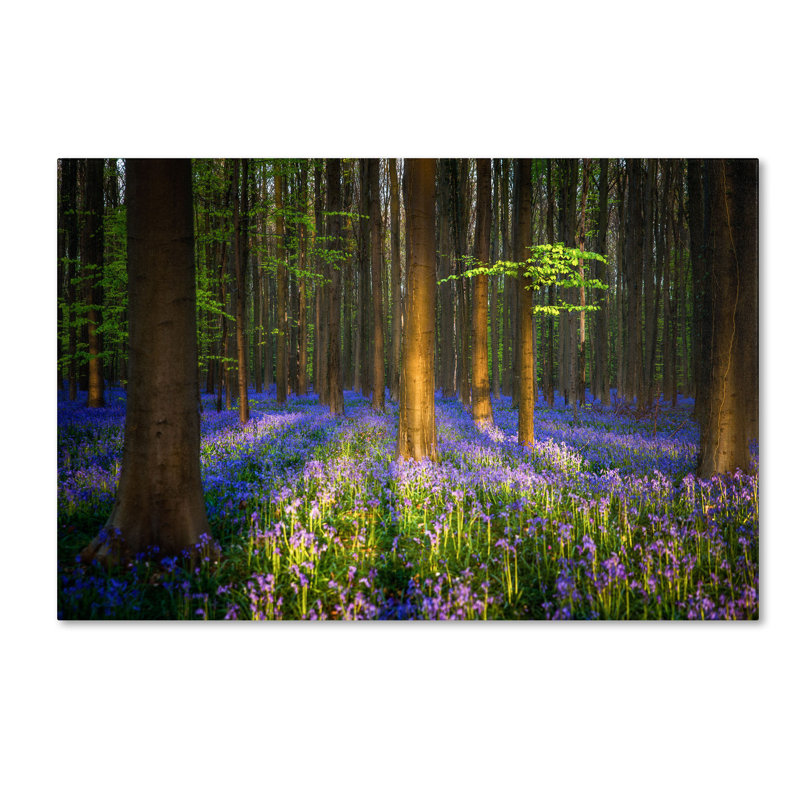 « mystical forest » par mathieu rivrin,, reproduction de photo sur toile tendue, H 30 po x l 47 po x P 2 po