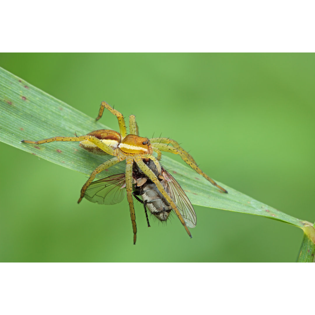 Nahaufnahme einer Spinne - Leinwandbild