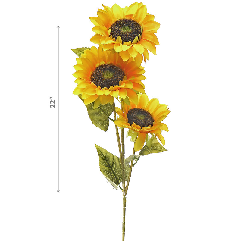 3 têtes de tournesol