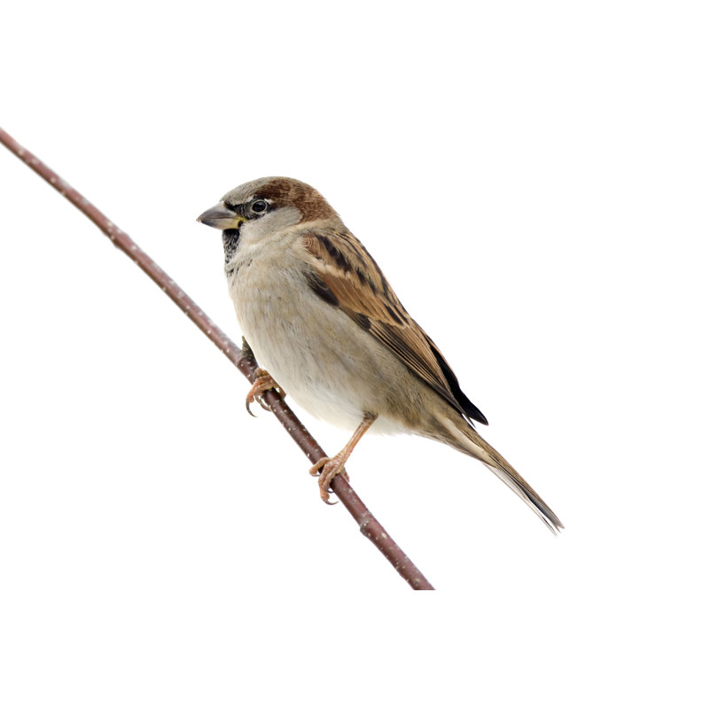House Sparrow (Passer Domesticus) by Andrew_Howe - No Frame Art Prints on Canvas, 81cm H x 122cm W