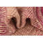Tapis rouge Orpheus