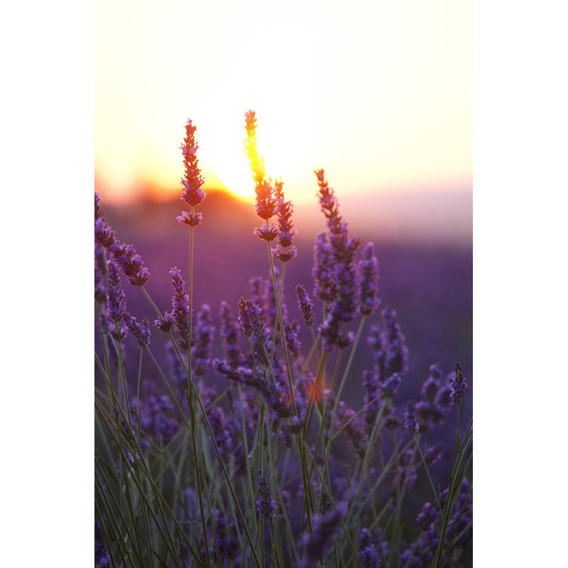Lavender Flowers and Sunset by Rzdeb, 48" H x 32" W
