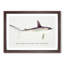 Illustration of a Hammerhead Shark by F.E. Clarke - Picture Frame Painting Print-55579374-55579377