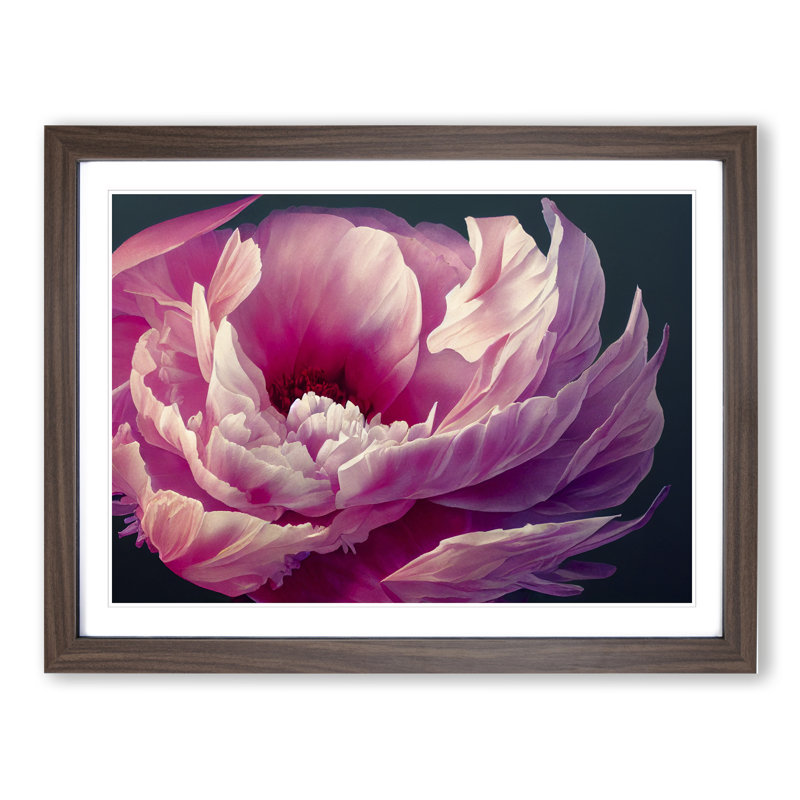 Bedazzled Peony Flower - Single Picture Frame Print, 46cm H x 64cm W x 2cm D, Walnut Frame