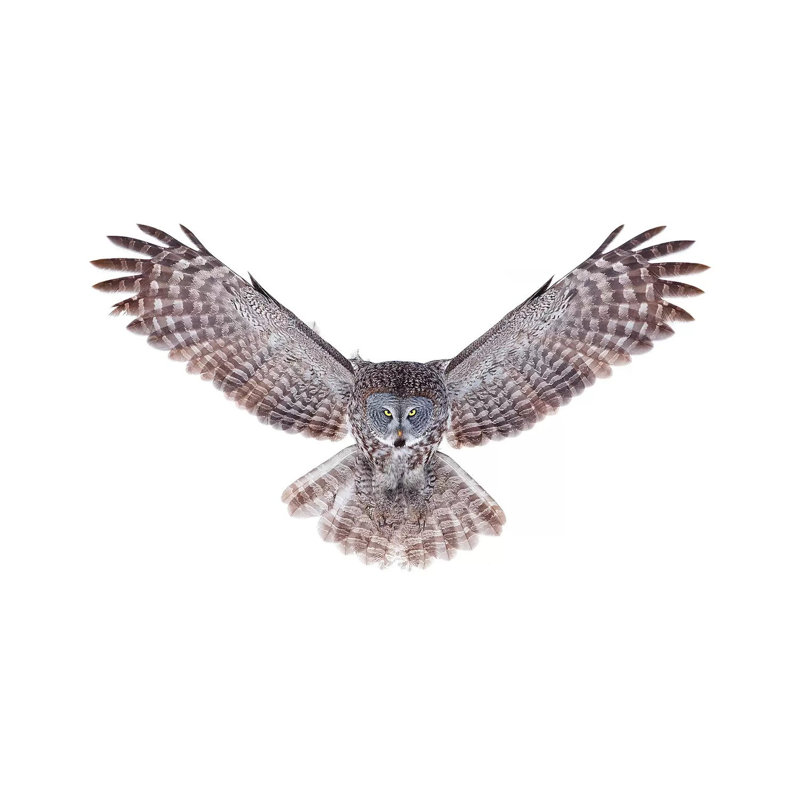 Great Grey Owl by Jim Cumming - Wrapped Canvas Print