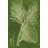Modern Pine III by Vision Studio - Wrapped Canvas Art Prints-954344869